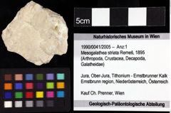 Foto (Objket + Etiketten) von Mesogalathea striata (Remeš, 1895) 